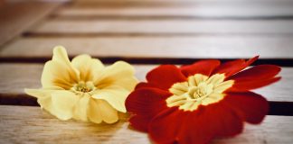 Down the primrose path primrose