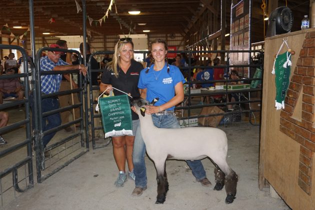 2019 Summit County Fair Grand Champion Lamb