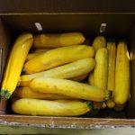 Pittsburgh CSA finds market for ugly, surplus produce yellow zucchini in a box