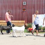Canfield Fair holding world record goat parade walking goats at fair