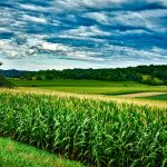 Trade meltdown washes away price support corn and soybean fields