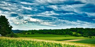 corn and soybean fields