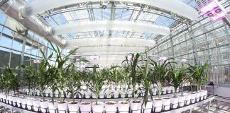 Stalk sensors to measure water use stalk sensor