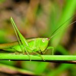 Insects play the music of summer nights katydids