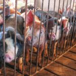 pigs in a pen