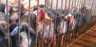 African Swine Fever not in US yet; but know risks, signs pigs in a pen