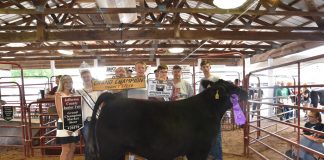 Jefferson County Fair Grand Champion Steer