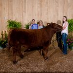 2019 Mercer County Fair sale totals $128,929.95 Mercer County Fair Grand Champion Steer