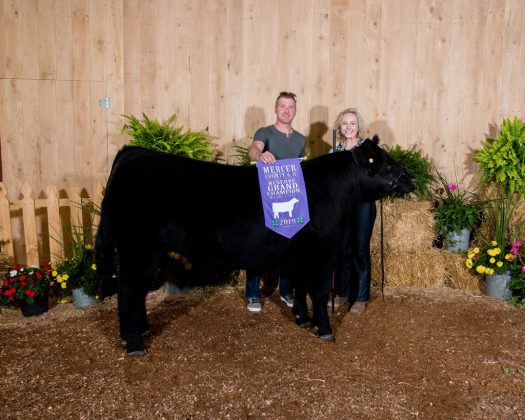 Mercer County Fair Reserve Champion Steer