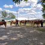 ODA waives match requirements for fair grant program