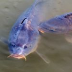 Carpe Diem — or seize the carp carp