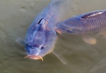 Carpe Diem — or seize the carp carp