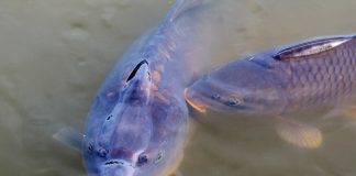 Carpe Diem — or seize the carp carp