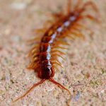 Common backyard and even household invertebrates centipede