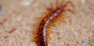 centipede