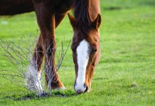 Winter grazing tips for horses closeup of horse grazing