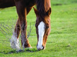 closeup of horse grazing