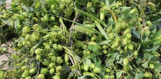 Pennsylvania hops growers want to link up to help struggling industry harvest hops