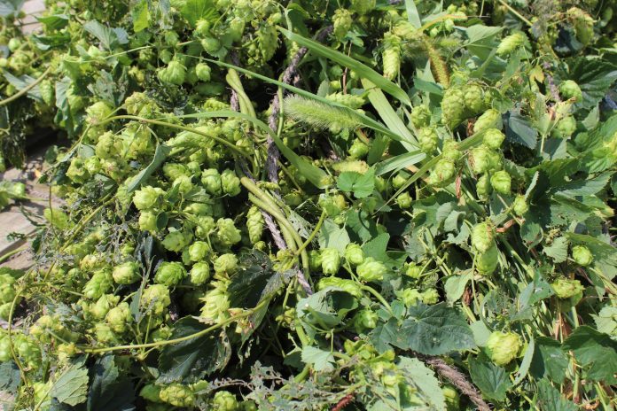 harvested-hops harvest hops
