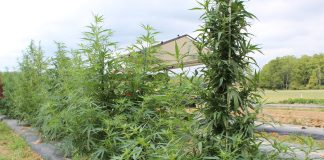 hemp growing at ag progress days.