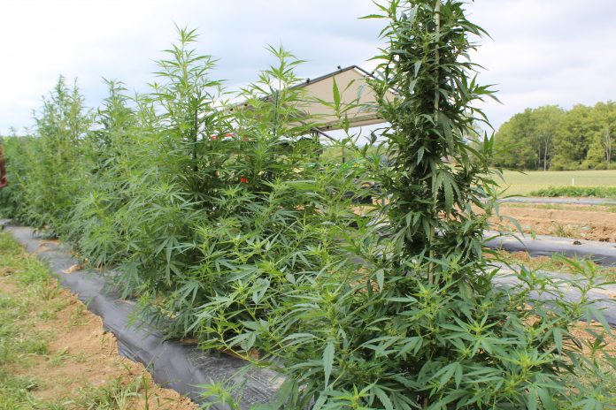 hemp growing at ag progress days.