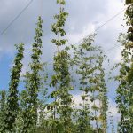 Hops are crafting a comeback thanks to brewing boom hops on trellis