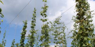 Hops are crafting a comeback thanks to brewing boom hops on trellis