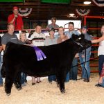 2019 Stark County Fair sale totals $813,352.94 Stark County Fair Grand Champion Steer
