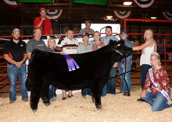 Stark County Fair Grand Champion Steer