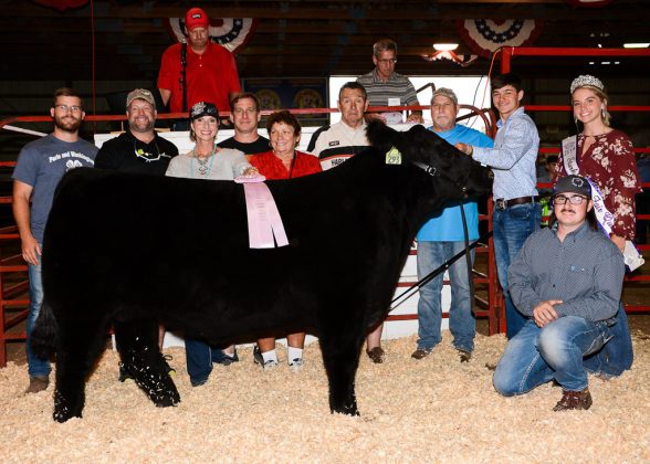 Stark County Fair Reserve Champion Steer