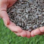 How to harvest and roast sunflower seeds sunflower seeds