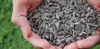 How to harvest and roast sunflower seeds sunflower seeds