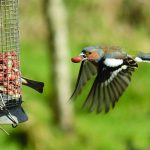 Matching bird food to feeders helps birds bird flying to feeder