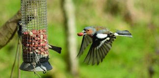 bird flying to feeder