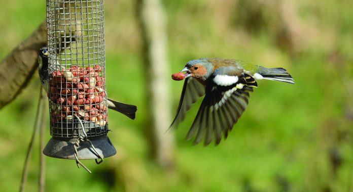 bird flying to feeder
