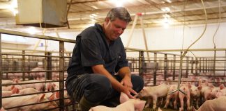 pig farmer