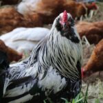 Bittersweet butchering rooster