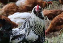 New quarantine order on avian exhibition rooster