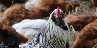 Bittersweet butchering rooster