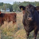 Not everyone happy with $19 billion USDA aid package to farmers cattle
