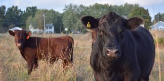 Not everyone happy with $19 billion USDA aid package to farmers cattle
