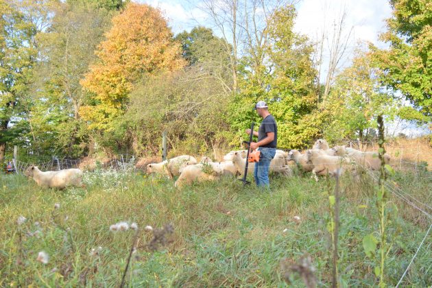 Caleb Swope with sheep
