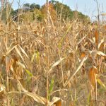 How to manage impact of drought a dry cornfield in Columbiana County, Ohio.