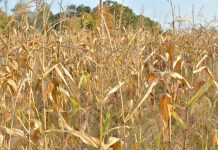 How to manage impact of drought a dry cornfield in Columbiana County, Ohio.
