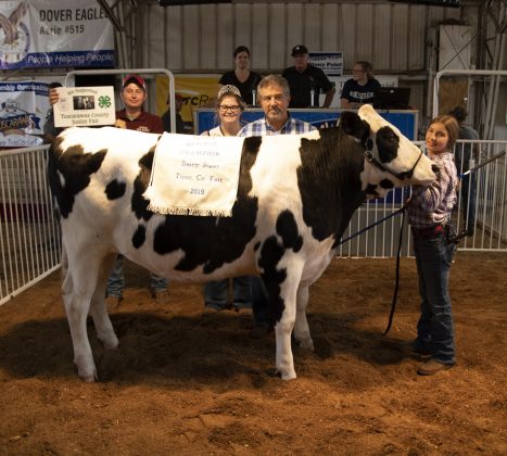 Reserve Champion Dairy Steer