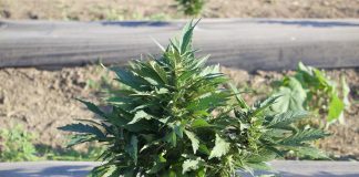 A small hemp plant growing at the 2019 Farm Science Review.