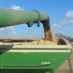 Farmers feel mounting strain as government shutdown stalls payments beans emptying into grain cart