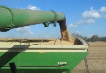 Farmers feel mounting strain as government shutdown stalls payments beans emptying into grain cart