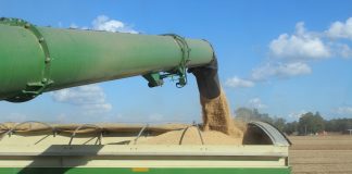 beans emptying into grain cart