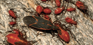 How to rid your home of boxelder bugs Boxelder bugs